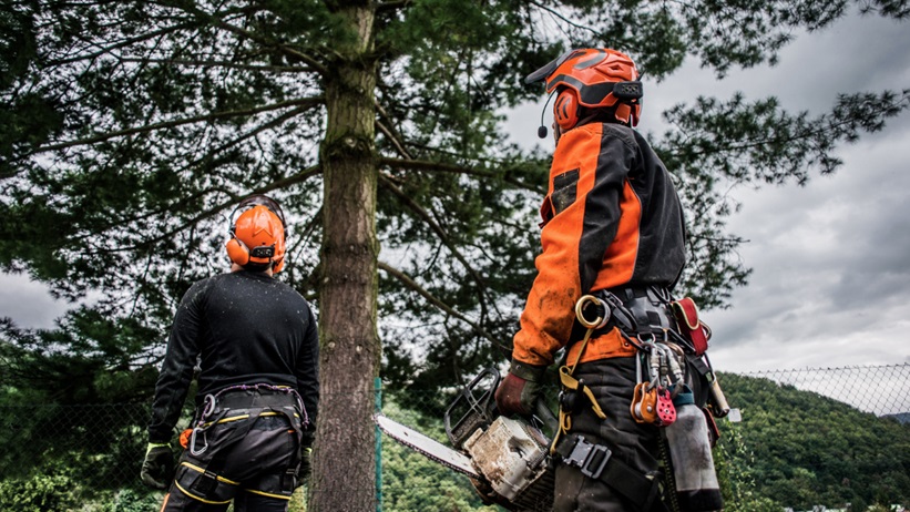 The Importance of Regular Tree Inspections by a Professional Arborist