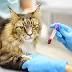 3 Key Advantages Of In-House Labs At Veterinary Hospitals